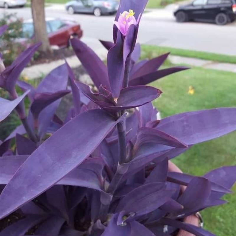 Tradescantia Purpurea Purple 'Sosor Gaok' / Tanaman Hias Hidup Outdoor