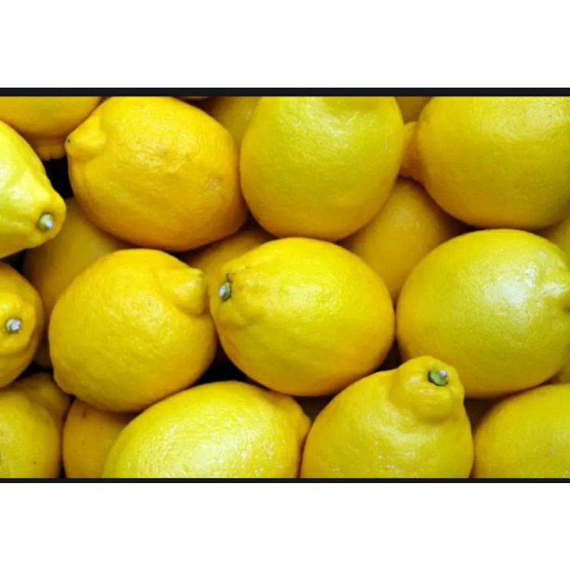 

Buah lemon segar 1kg buah jeruk lemon super siap cod bayar di tempat