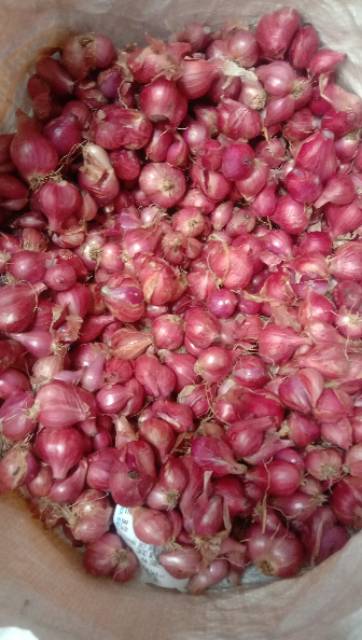

Bawang sayur 1kg 16rb