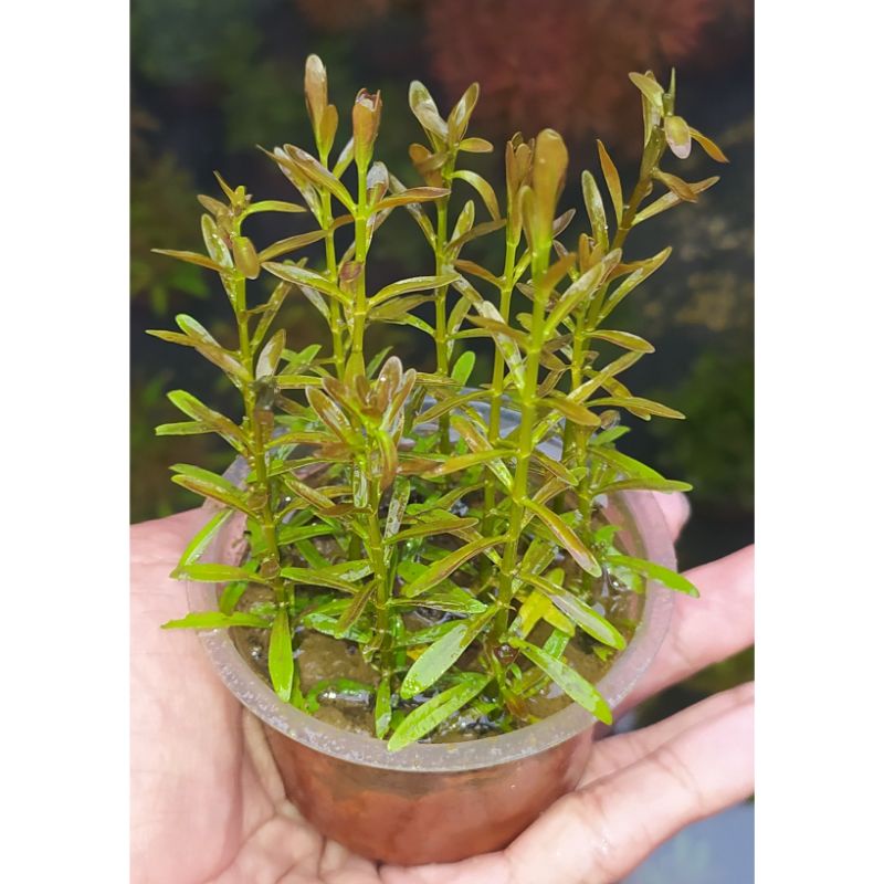 Romasior sunset aquascape