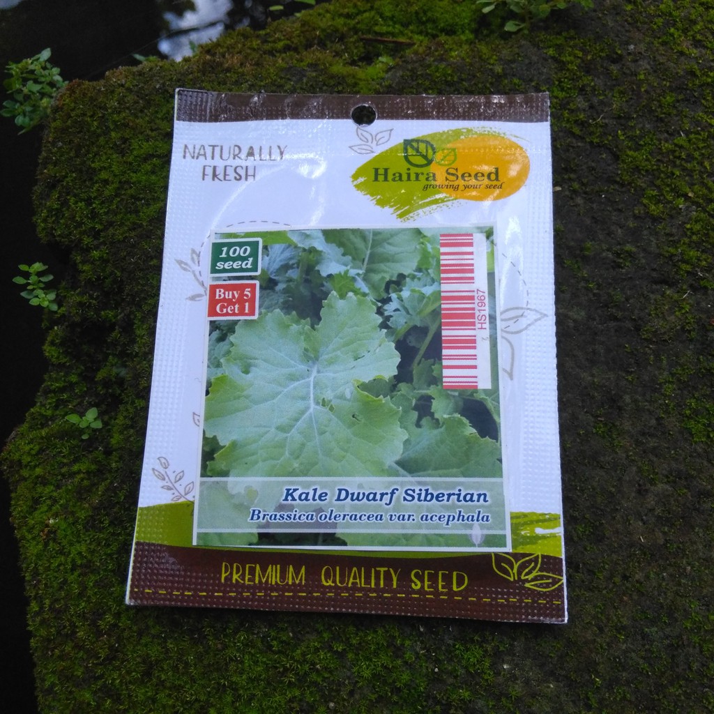 Benih-Bibit Kale Dwarf Siberian (Haira Seed)