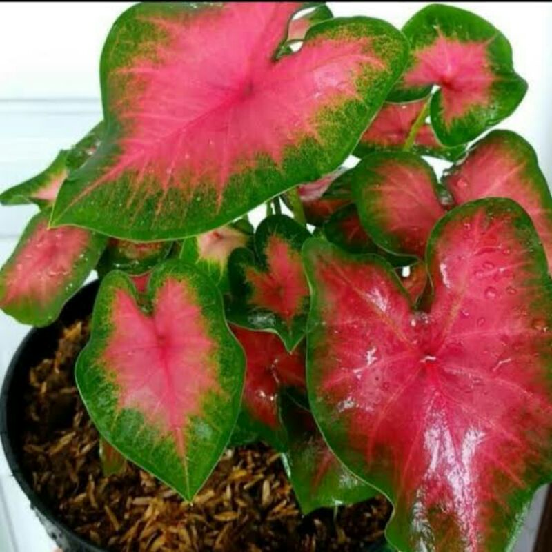 KELADI PINK LOVE/KELADI PINK LOVE INDUKAN/LOVE SHOP MILLENIAL