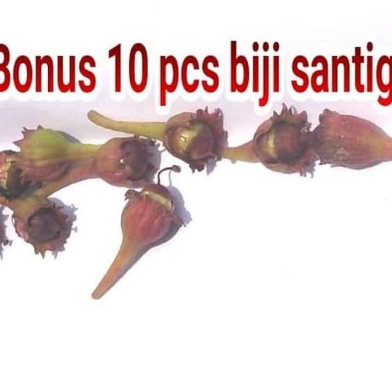 Flash Sale✰ Paket 2 bibit bonsai Santigi Mawar dan Santigi Karang .,.,.,.,