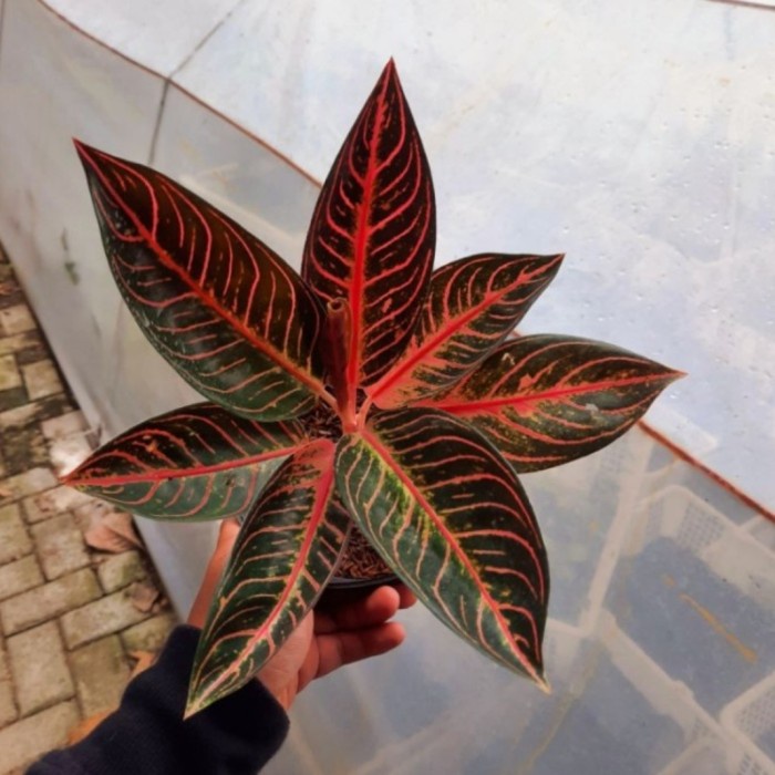 tanaman hias aglonema RED SUMATRA / REMAJA