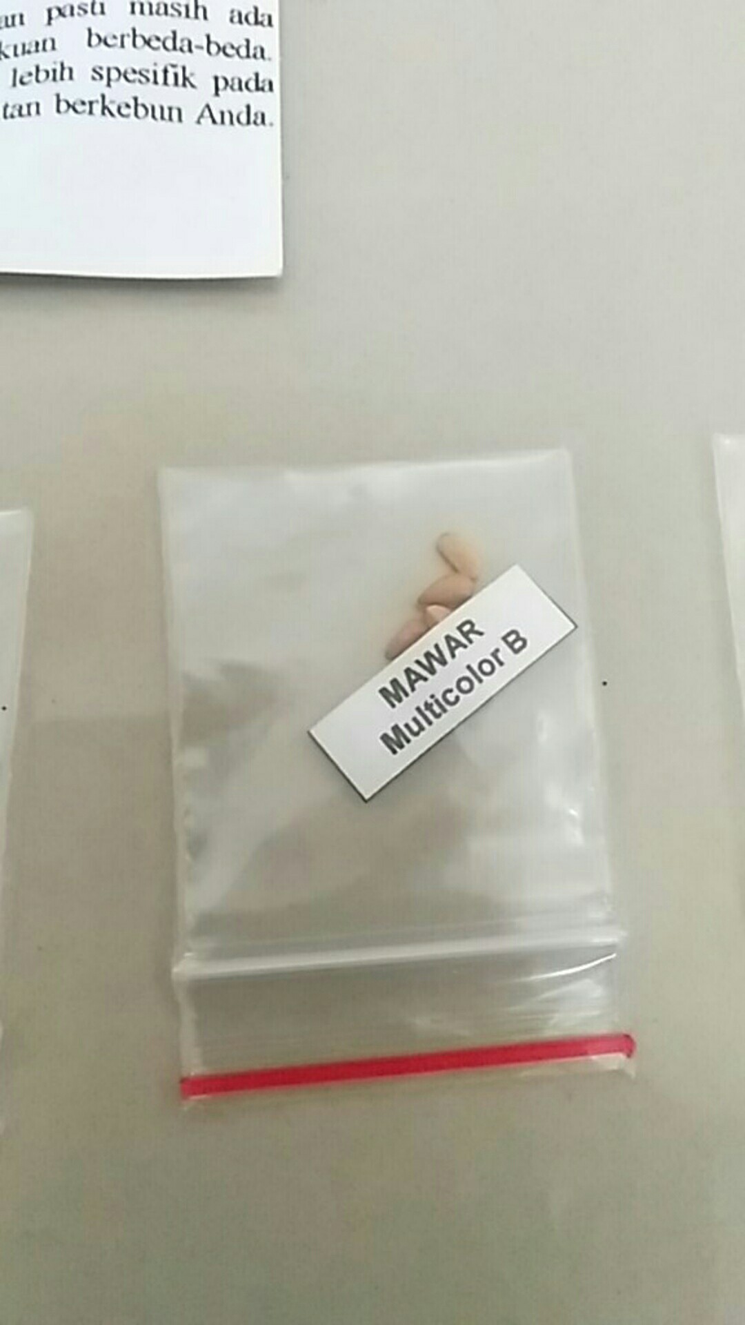 Johrnia 4 Benih Bunga Mawar Multicolor B