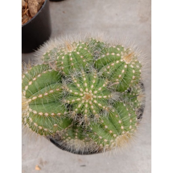 kaktus noto cluster ownroot