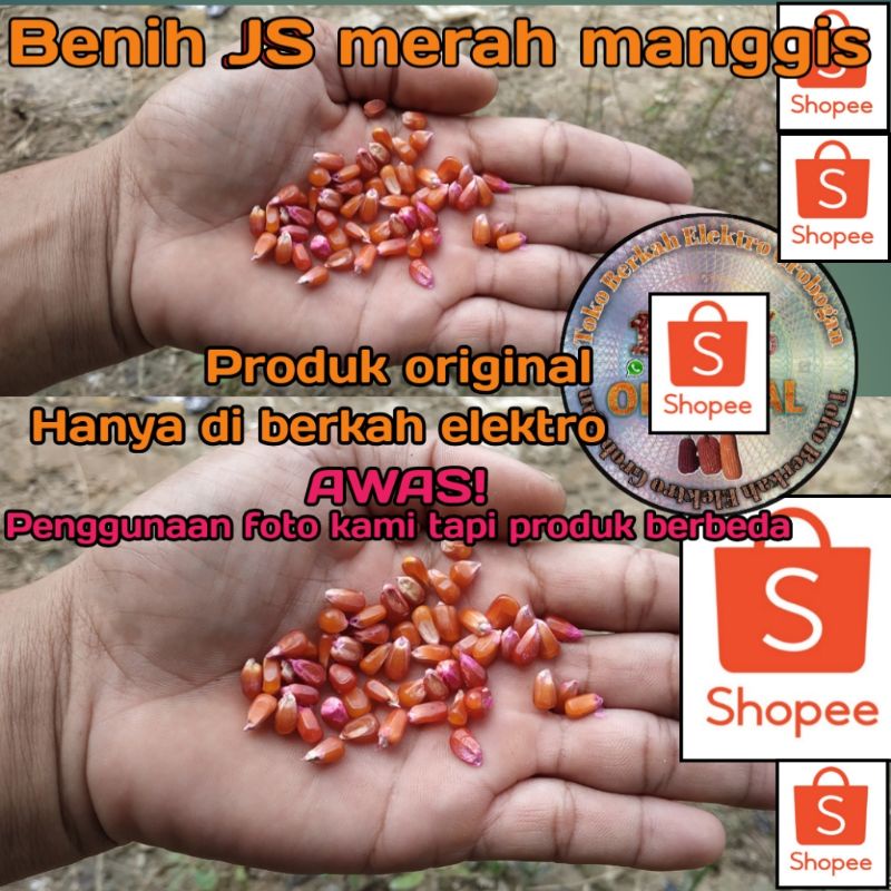 Benih jagung kristal merah manggis sedang