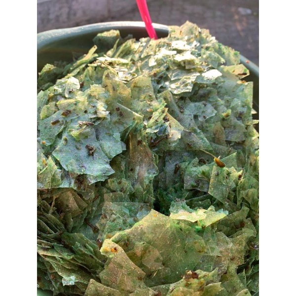 

kripca rumput laut 500gr