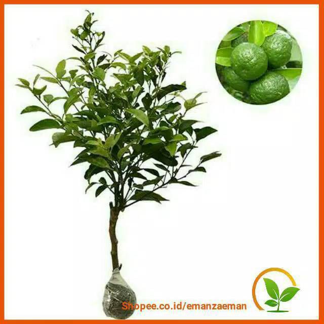Bibit Jeruk Limau / Jeruk Sambal Limau / Tanaman Jeruk Sambal Limau