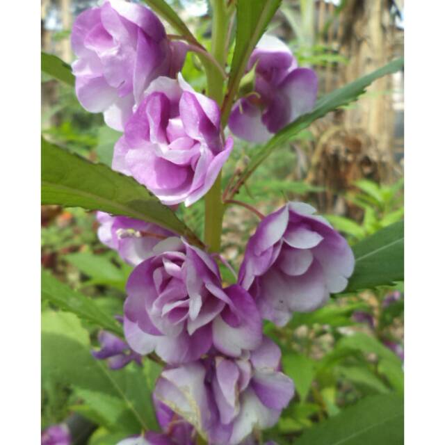 Pacar Air Tumpuk ungu gradasi