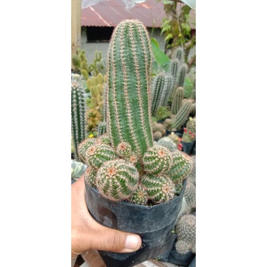 kaktus tower banyak anak