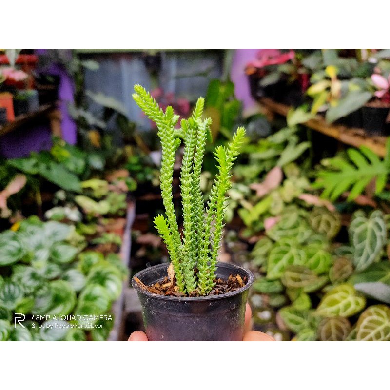 Sukulen Import Dragon Tail / Sukulen Langka