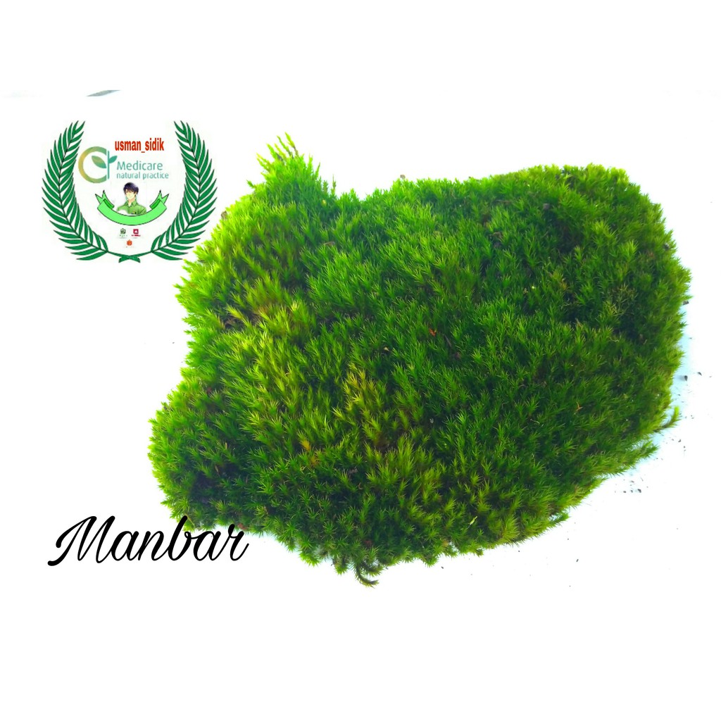 LUMUT HIDUP / FOREST MOSS Cover Bonsai