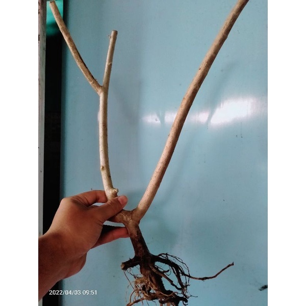 bahan bonsai dongkelan sancang 9