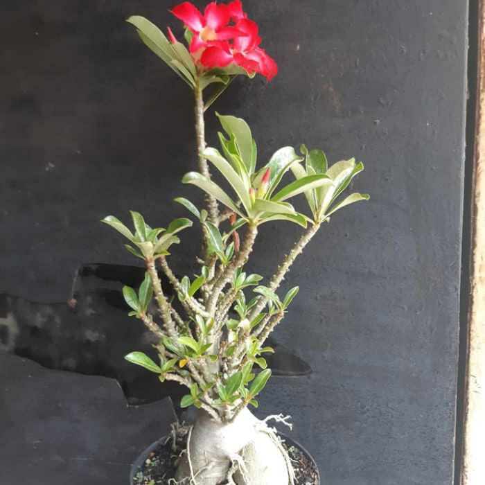 Bibit tanaman hias adenium cabang seribu