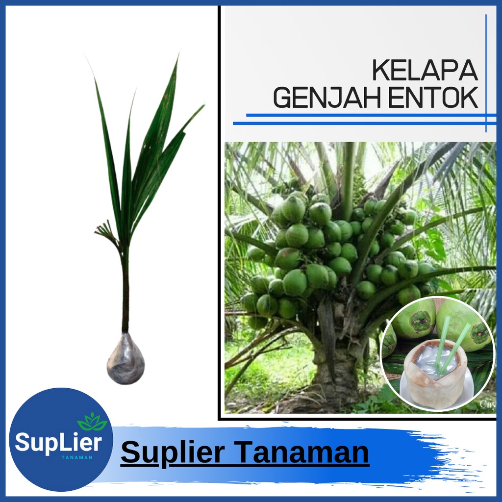 Bibit Tanaman Buah Kelapa Genjah Entok Hibrida