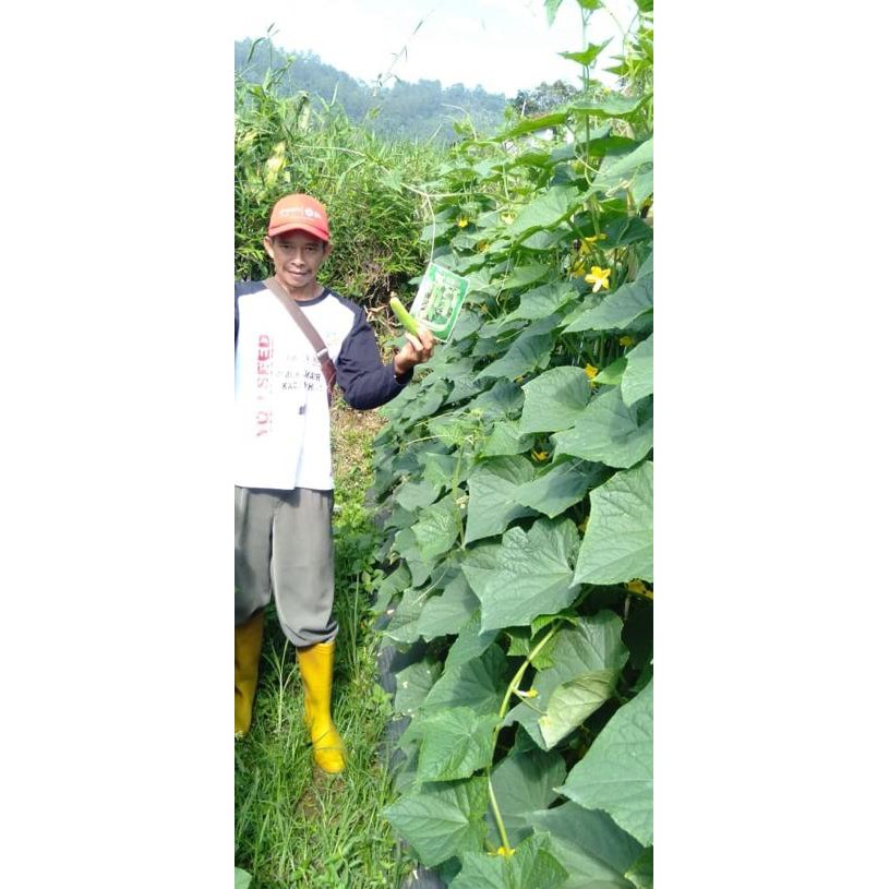 (kode-713) Benih timun gayatri f1 $$