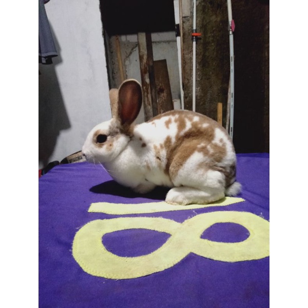 Kelinci Rex bulu karpet anakan betina (6).