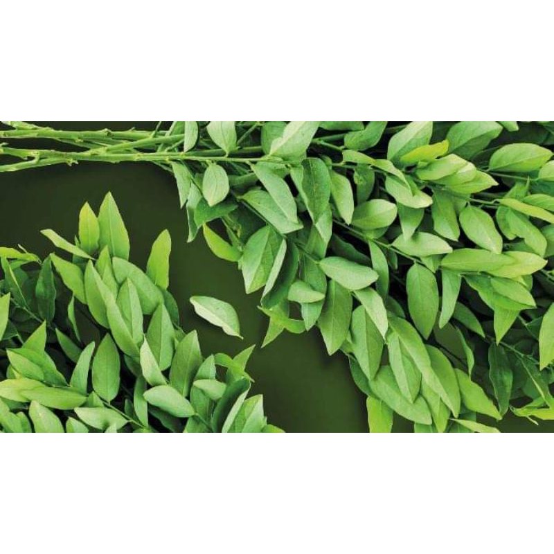 

HERBAL DAUN KATUK/KATU SEGAR 1 PLASTIK 10.000