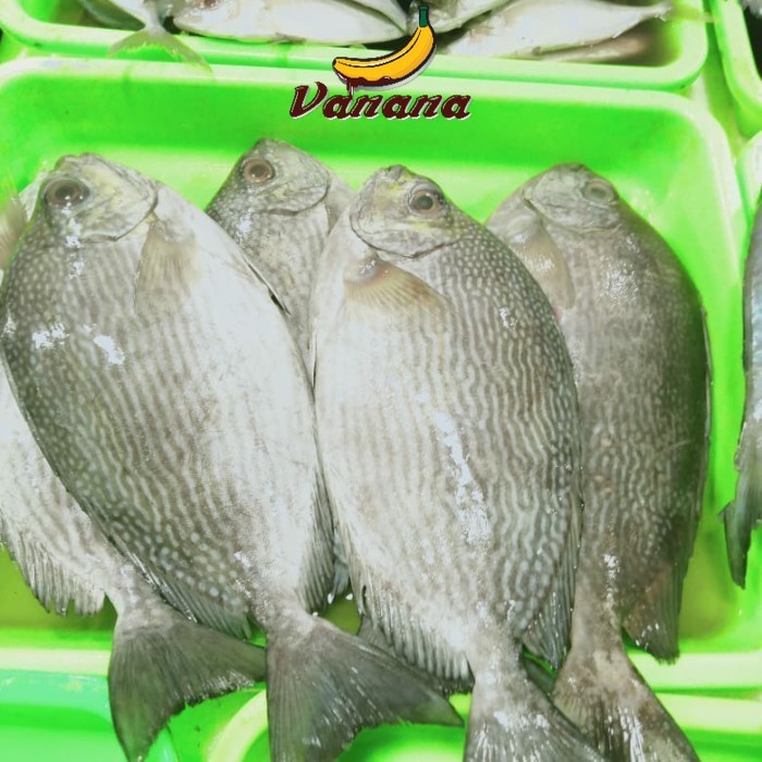 

Ikan baronang 1kg (1000g)