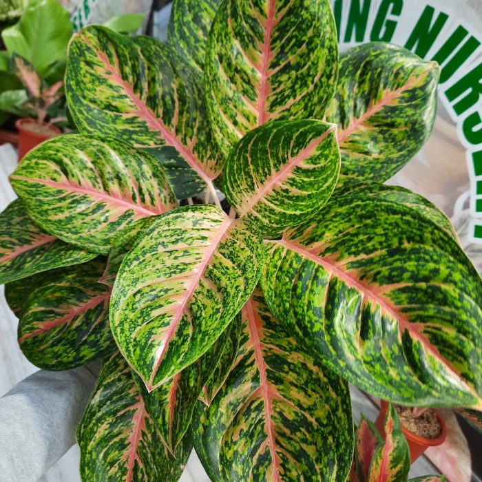 Tanaman Hias Aglonema Big papa Anakan Murah