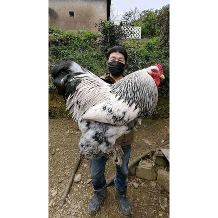 

TELUR AYAM HIAS BRAHMA LARGE UNTUK DI TETASKAN