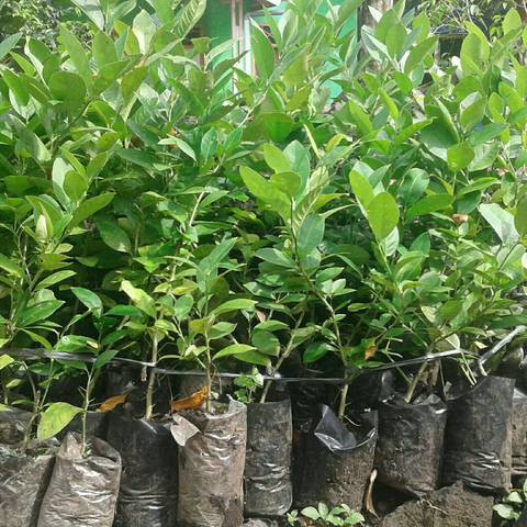 Bibit Tanaman Jeruk Purut / Hasil Okulasi Cepat Berbuah / Jeruk Untuk Masak Tinggi 40CM - 90CM