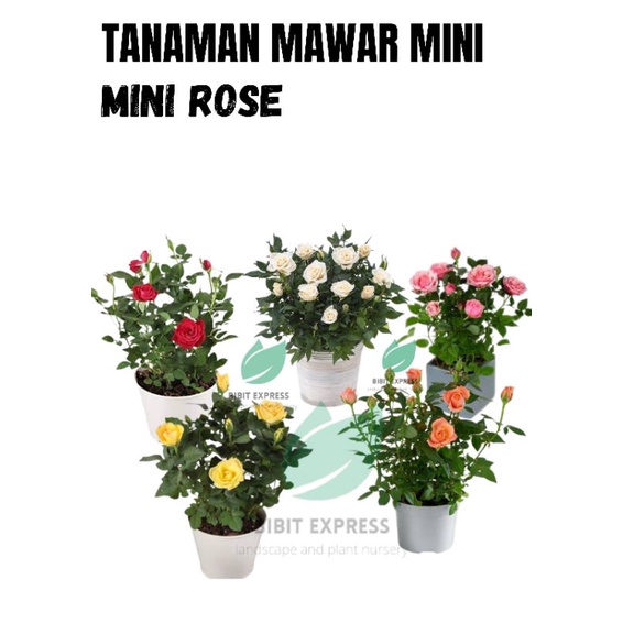 Bibit Tanaman Bunga mawar mini/mini rose kondisi berbunga