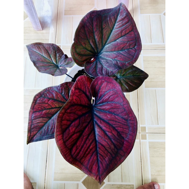 Caladium h51 ,Caladium black angel