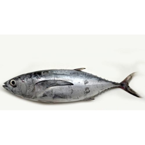 

Ikan tongkol segar daging ikan Fresh 1 Kg Sayur Praktis bandung