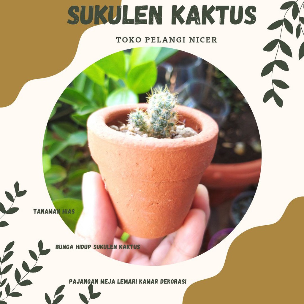 Kaktus Mini Bunga Sukulen Tanaman Hias Bunga Hidup Artificial Pot Gerabah 06