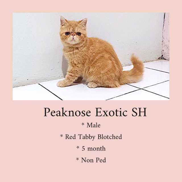 Kucing peaknose exotic short hair lucu menggemaskan
