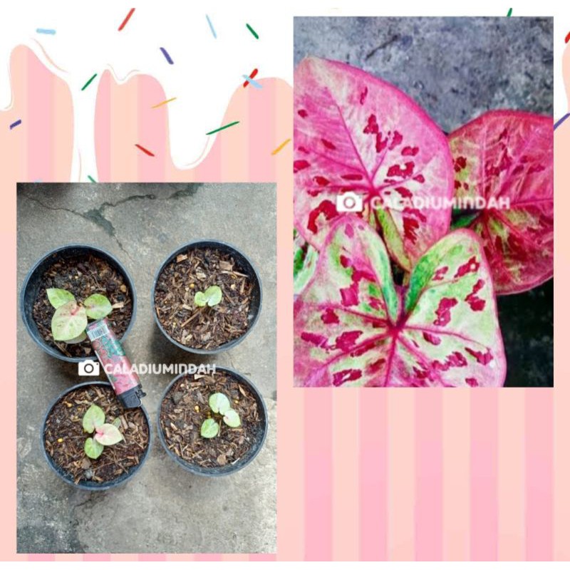 Caladium / Keladi Raspberry Moon (Ukuran bibit)