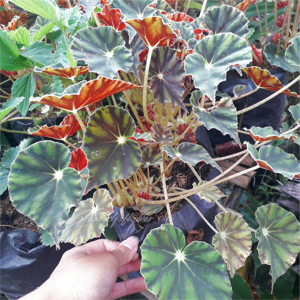 Begonia Tiger Paws / Bowerae ( Indukan Rimbun Besar ) tanaman hias
