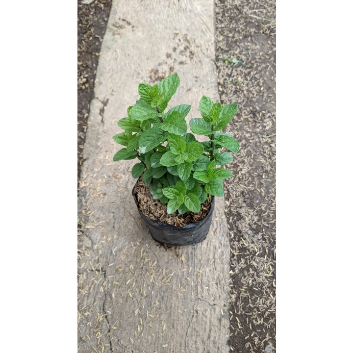 Daun Strong Mint Tanaman Hidup Herbal Bisa dimakan