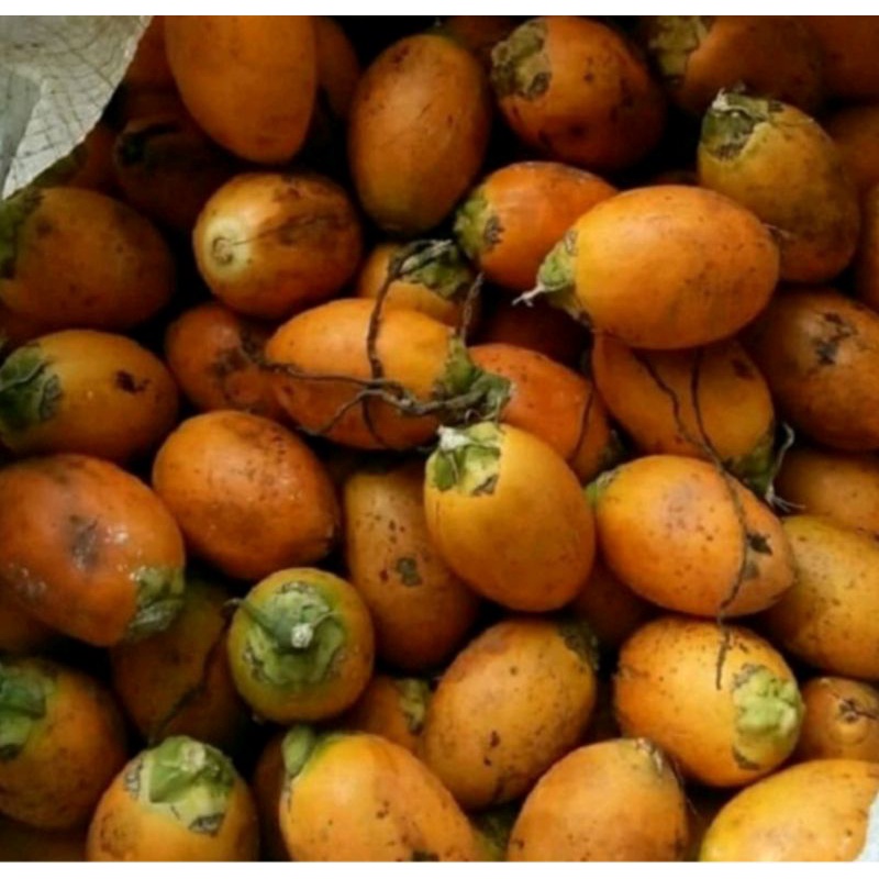

BUAH PINANG TUA, JAMBE TUA 1kg