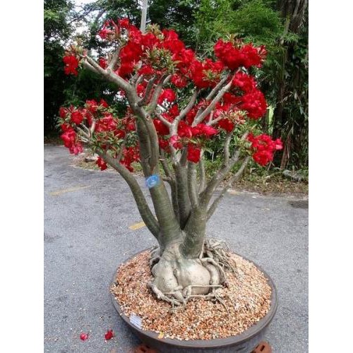 Harga per pack_ biji benih bunga adenium haidang import vietnam , 4 biji