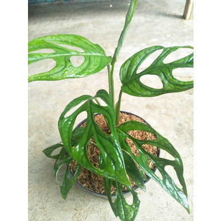 Tanaman Hias Monstera Obliqua - Janda Bolong - Philodendron swiss