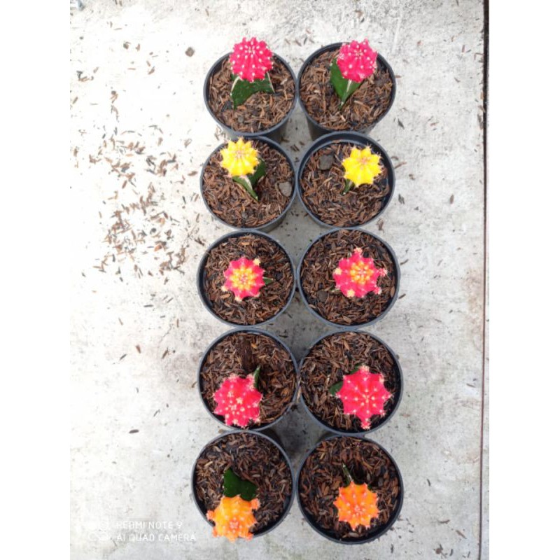 kaktus gymno import mini