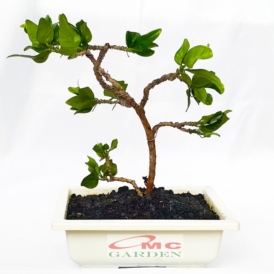 Tanaman Hias Pohon Bonsai Mame Puring Croton Emping Jengkol Coin Mawar B-PR-EMPING-001