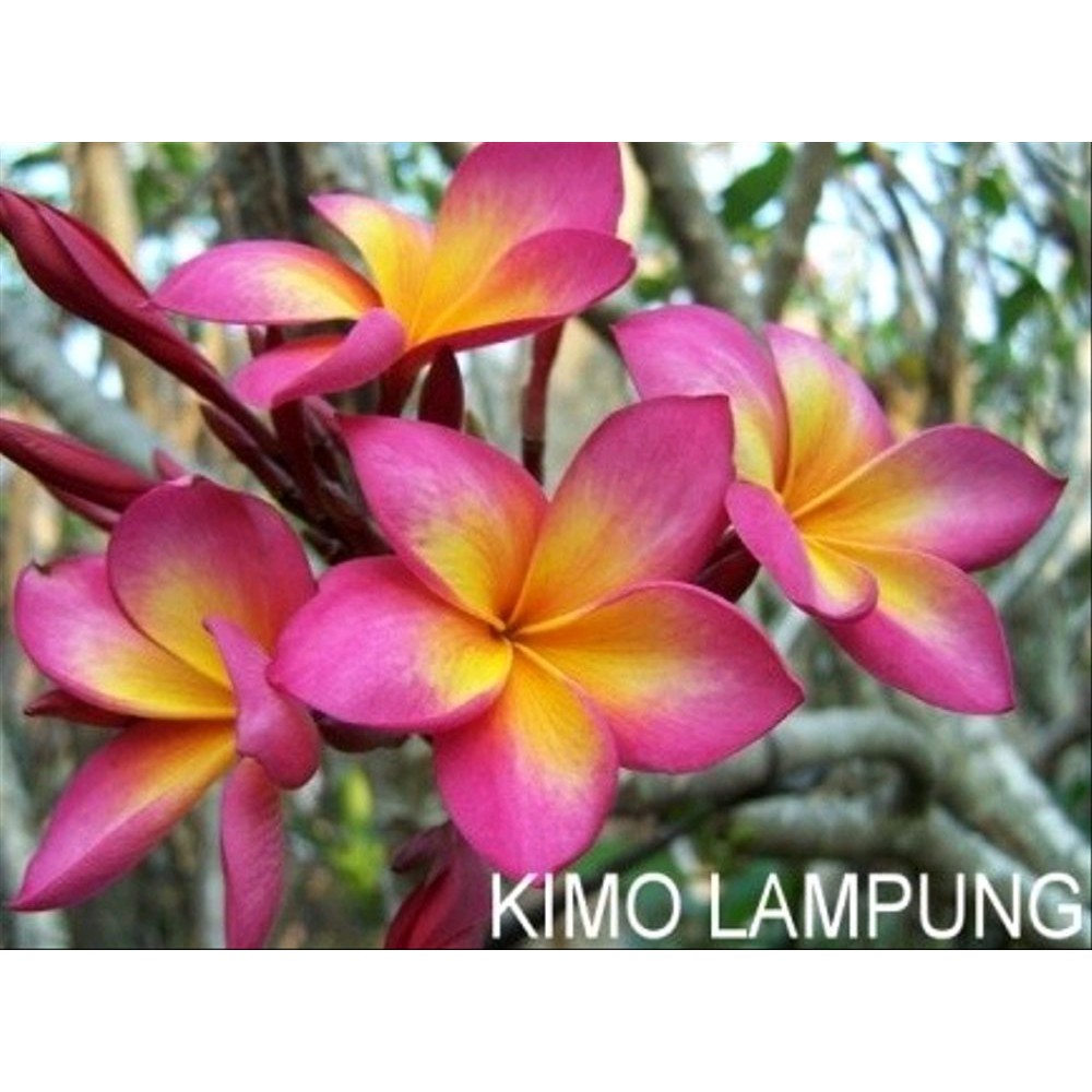 1 benih bunga kamboja kimo lampung