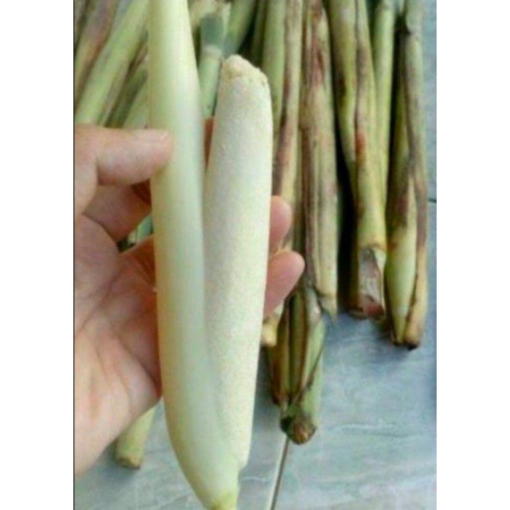 

TERUBUK/TURUBUK BUNGA TEBU