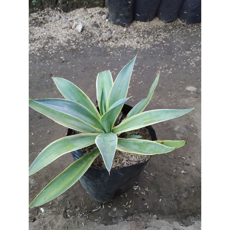 TANAMAN HIAS/BUNGA HIAS/AGAVE/AGAVE GARIS KUNING/AGAVE KING/AGAPE