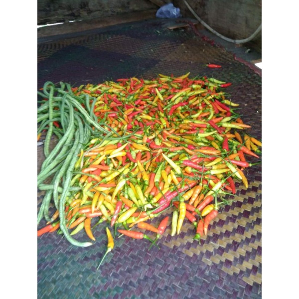

Cabe cabai rawit pedas ORI 500 Gram cabe merah