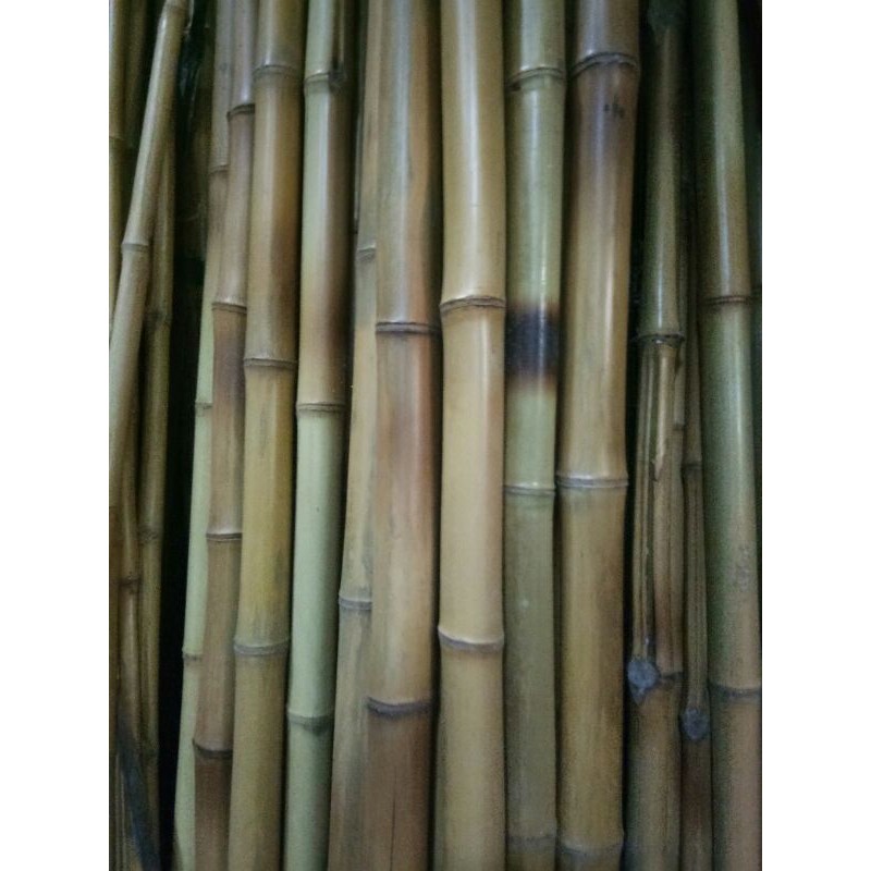 tongkat pramuka bambu cendani diameter 3 panjang 2M