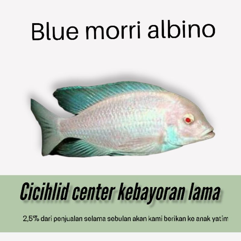 ikan cichlid Africa  morri albino size 5-6cm (limited)