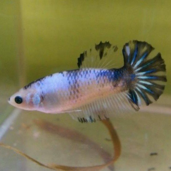 ikan cupang betina plakat full telur