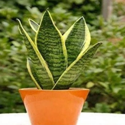 tanaman hias sensivera mini lidah mertua superbal/lidah mertua mini/lidah mertua/sensivera mini/