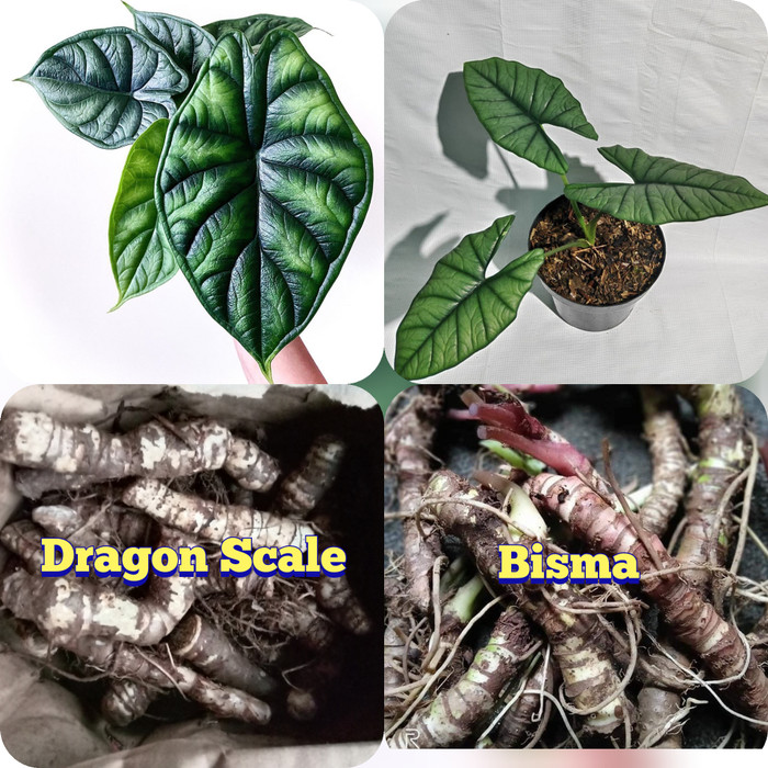 tanaman Stek batang alocasia dragon scale dan Bisma