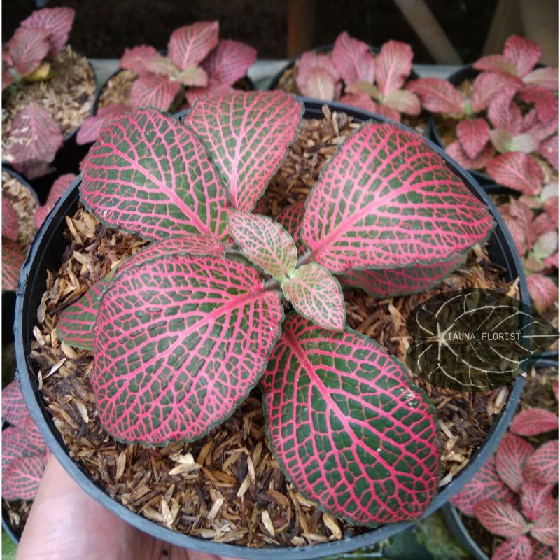 TANAMAN HIAS PITONIA IMPORT MERAH / PITONIA MERAH IMPORT